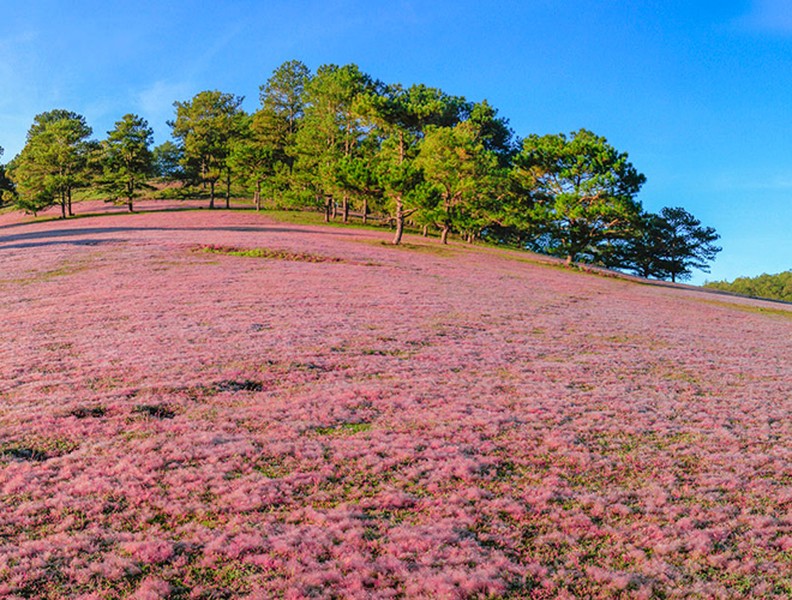 Khám phá đồi cỏ hồng đẹp như cổ tích ở Đà Lạt